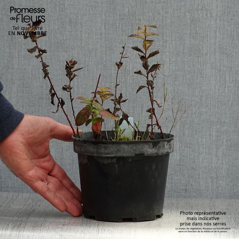 Esimerkki syksyllä toimitetusta Nuokkupiisku - Solidago rugosa 2 litran/3 litran ruukku-taimesta