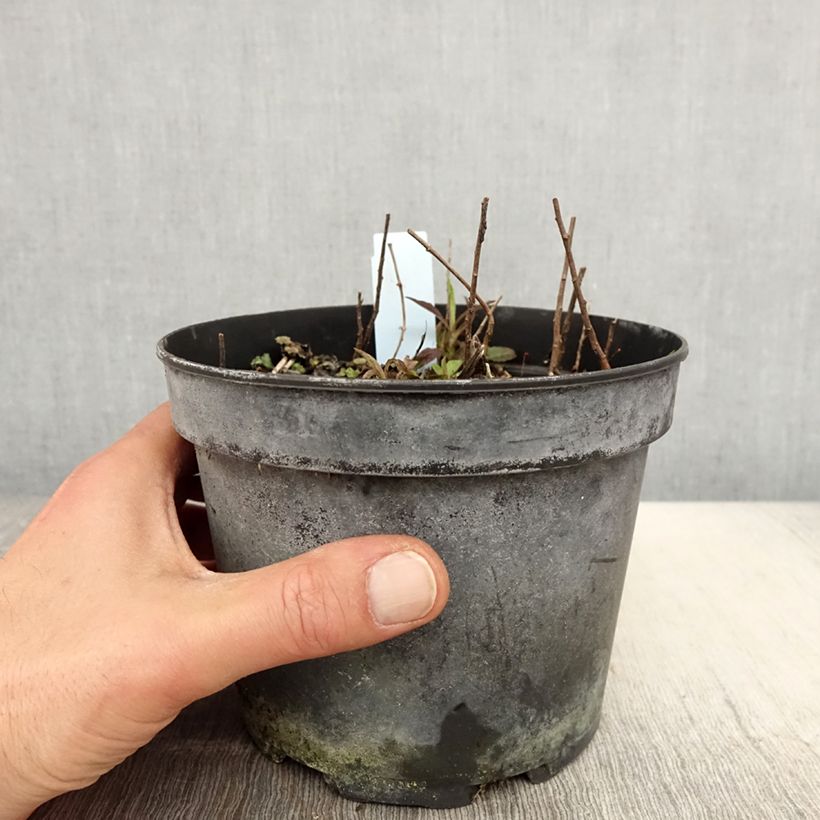 Esimerkki keväällä toimitetusta Nuokkupiisku - Solidago rugosa Pot de 2L/3L-taimesta