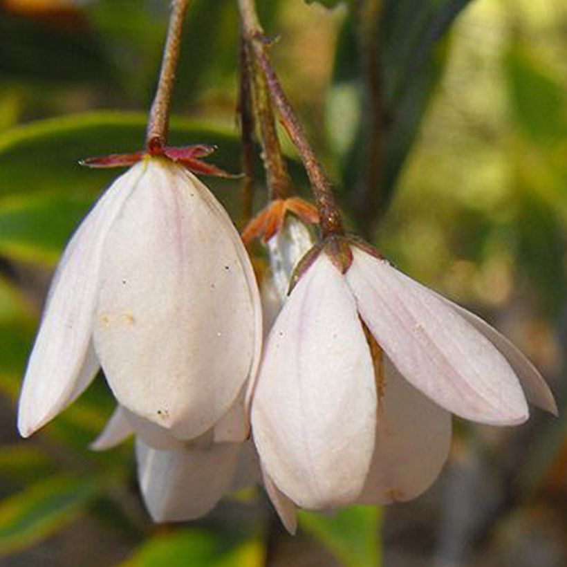 Sollya heterophylla Alba (Kukinta)