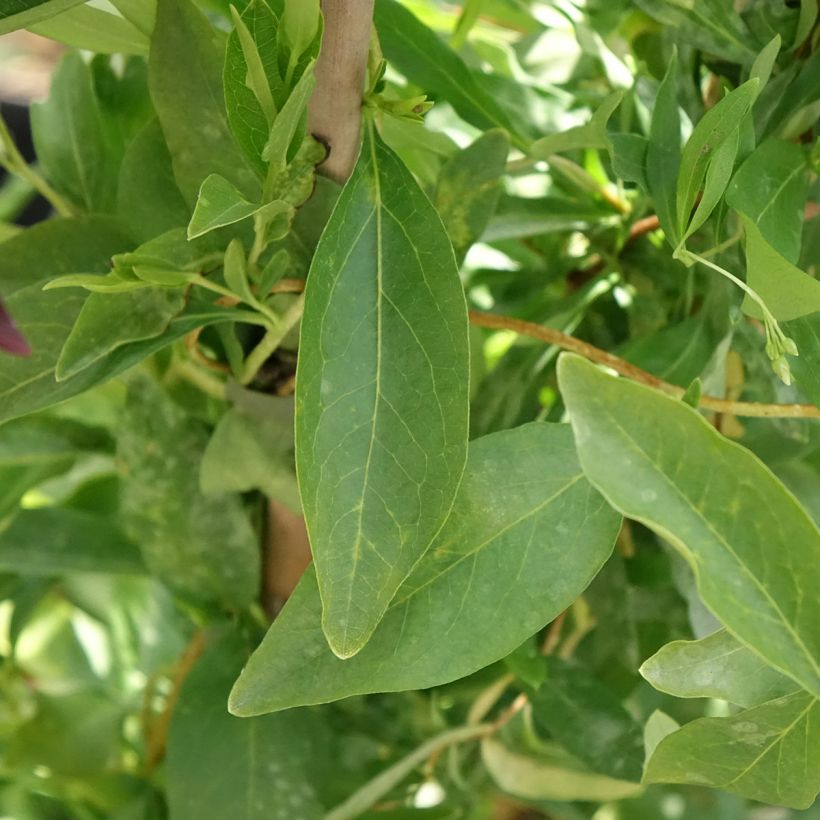Sollya heterophylla Alba (Lehvistö)