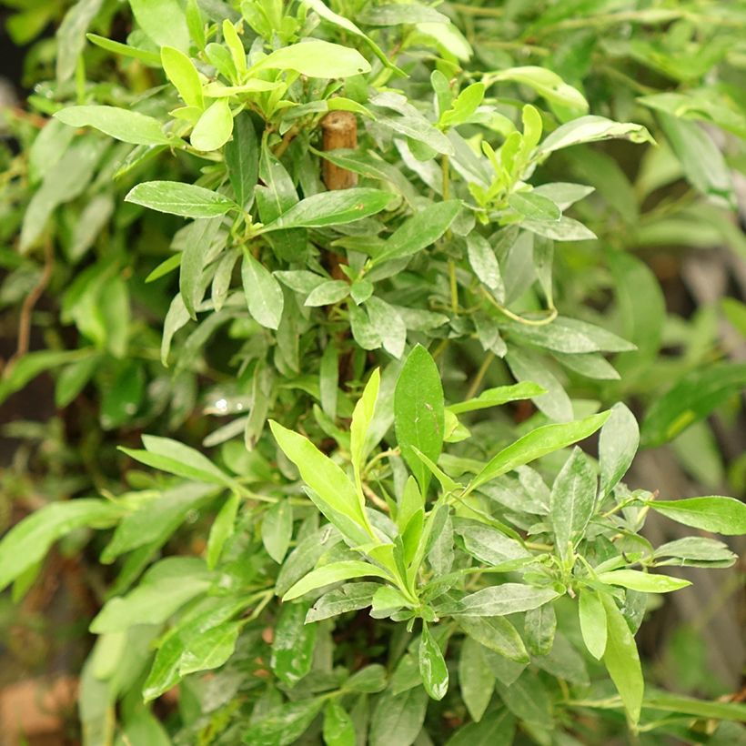 Sollya heterophylla Rosea (Lehvistö)