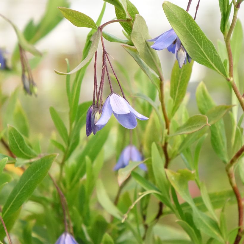 Sollya heterophylla Rosea (Kukinta)