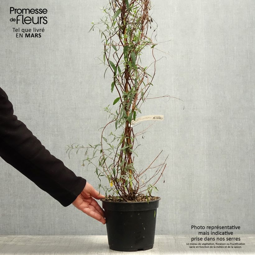Esimerkki keväällä toimitetusta Sollya heterophylla Ultra Blue Pot de 4L/5L-taimesta