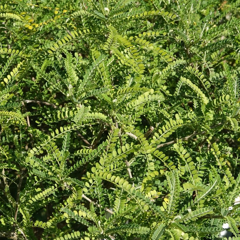 Maorinhelmipalko Dragon's Gold (Lehvistö)