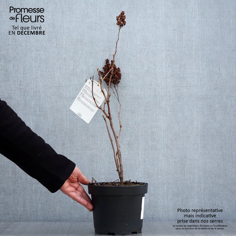 Esimerkki syksyllä toimitetusta Viitapihlaja-angervo - Sorbaria sorbifolia 2 litran/3 litran ruukku-taimesta