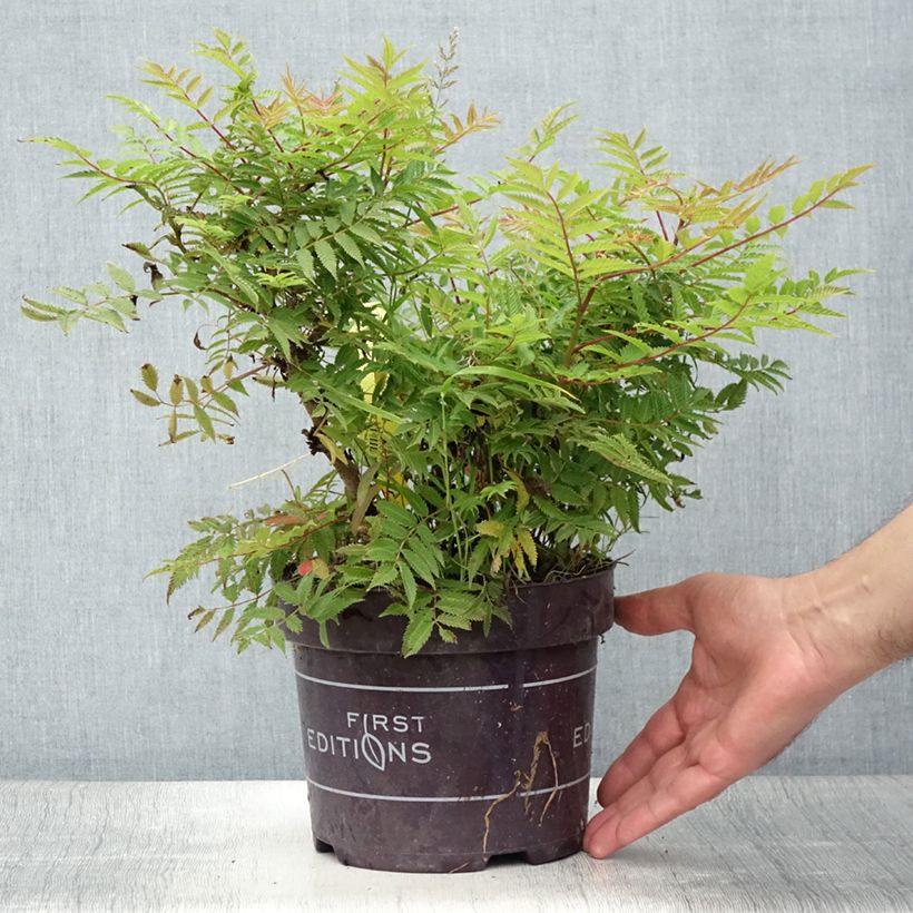 Esimerkki kesällä toimitetusta Viitapihlaja-angervo Matcha Ball Pot de 2L/3L-taimesta