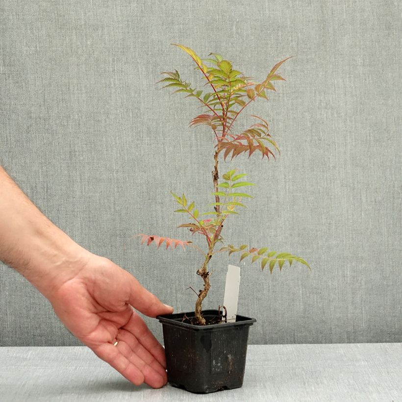 Esimerkki keväällä toimitetusta Viitapihlaja-angervo Sem Taimiruukku 8/9 cm-taimesta