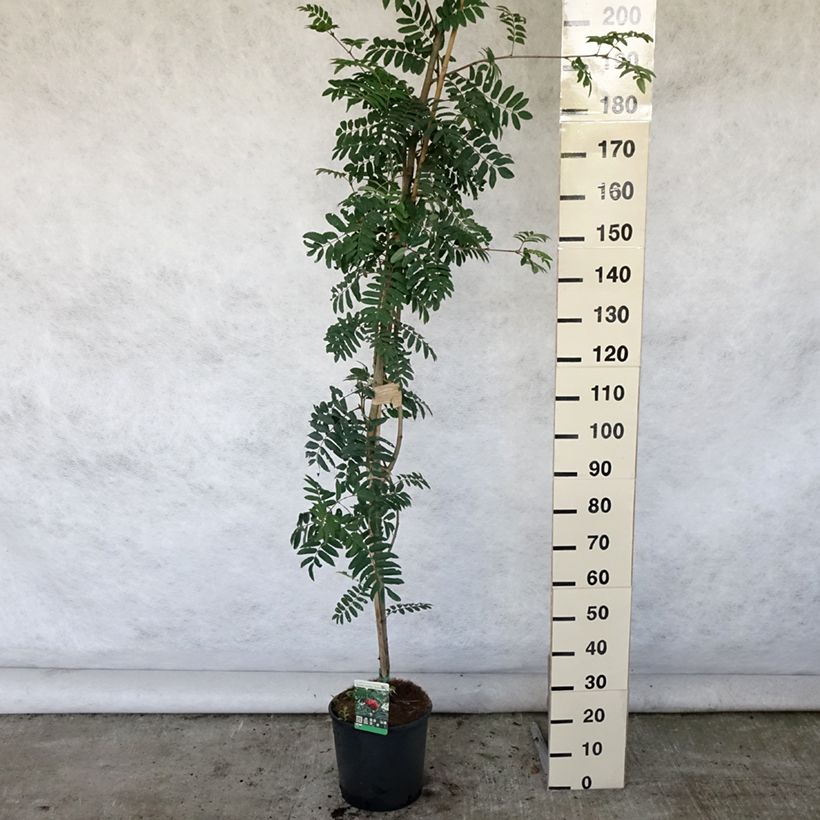Esimerkki kesällä toimitetusta Pihlaja Sheerwater Seedling Pot de 12L/15L-taimesta