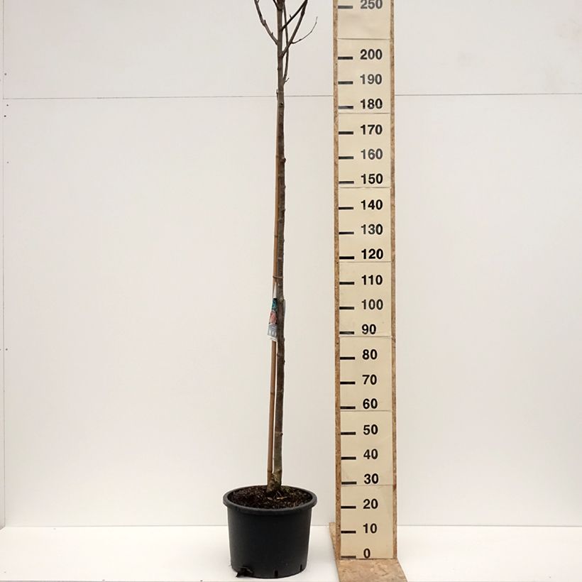 Esimerkki talvella toimitetusta Sorbier des oiseleurs - Sorbus aucuparia Wettra Pot de 20L/25L-taimesta
