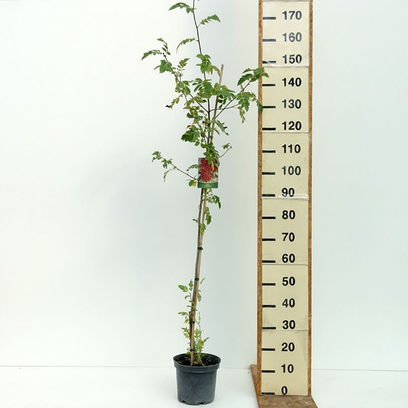 Esimerkki kesällä toimitetusta Crataegosorbus Grananatnaja 4 litran/5 litran ruukku-taimesta