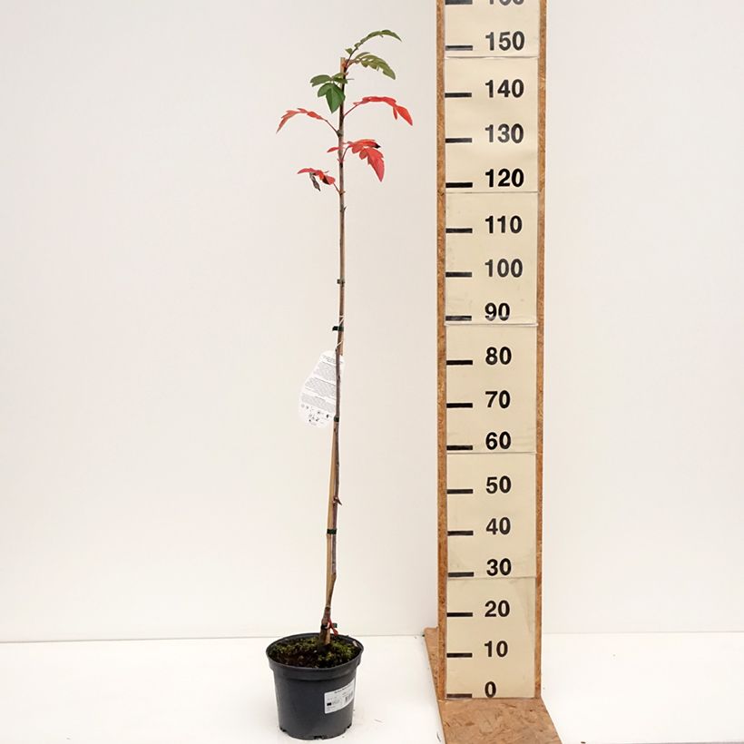 Esimerkki syksyllä toimitetusta Sorbus x Pyrus Rubinowaja 4 litran/5 litran ruukku-taimesta