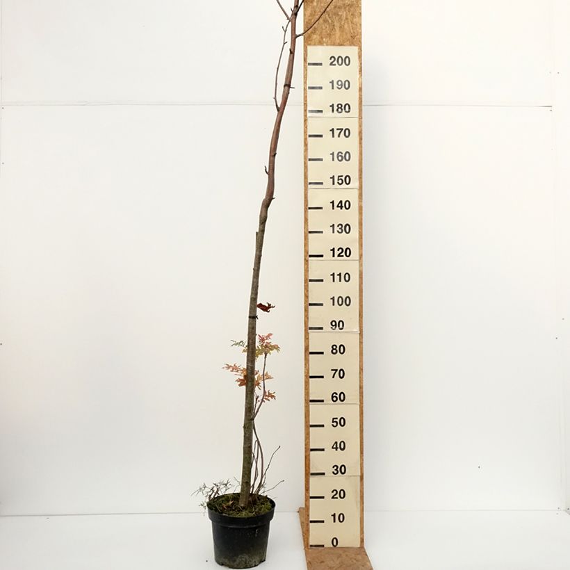 Esimerkki syksyllä toimitetusta Pihlaja - Sorbus filipes 4 litran/5 litran ruukku, Runko-taimesta