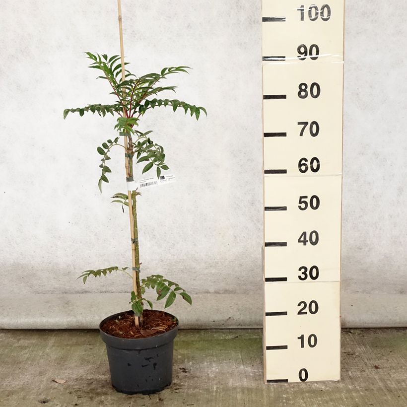 Esimerkki kesällä toimitetusta Pihlaja Autumn Spire Pot de 4L/5L-taimesta