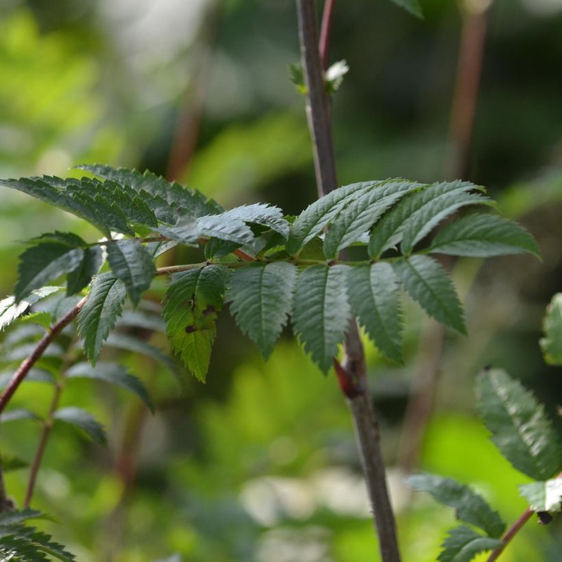 Pihlaja - Sorbus aucuparia (Lehvistö)