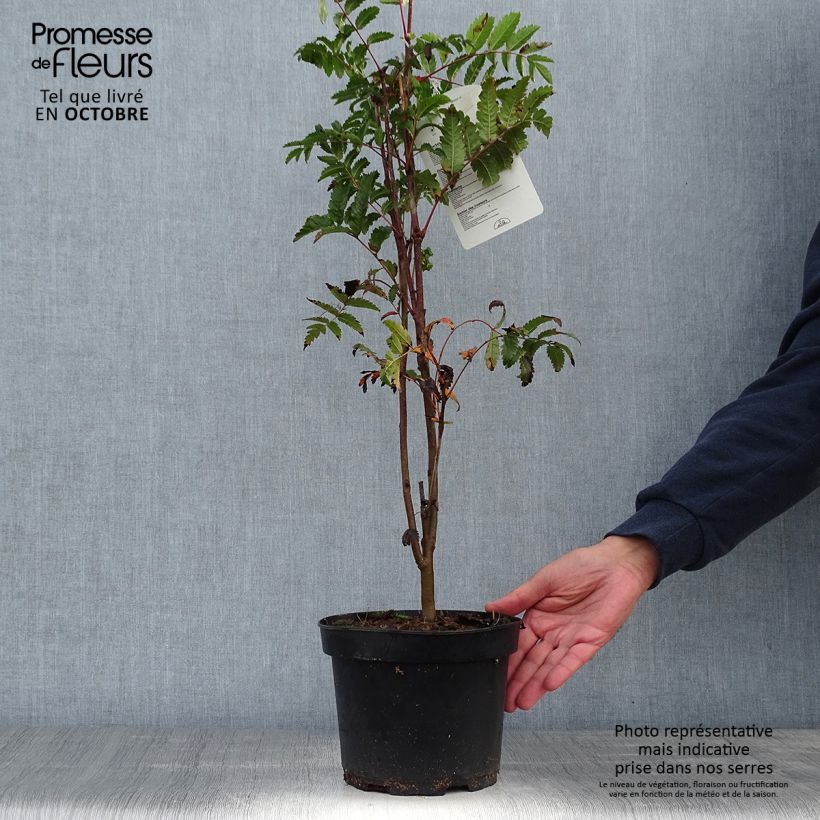 Esimerkki syksyllä toimitetusta Pihlaja - Sorbus aucuparia 2 litran/3 litran ruukku-taimesta