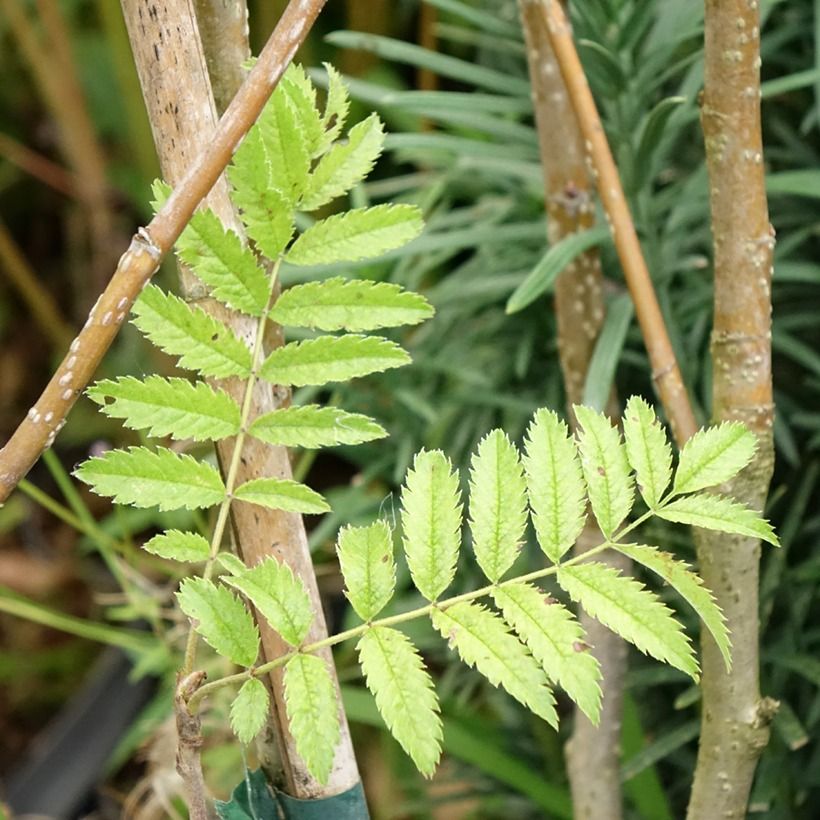 Fujinpihlaja - Sorbus matsumurana (Lehvistö)