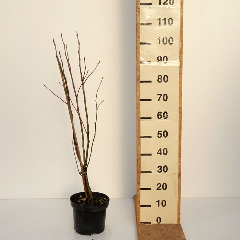Esimerkki syksyllä toimitetusta Fujinpihlaja - Sorbus matsumurana 4 litran/5 litran ruukku, Runko-taimesta