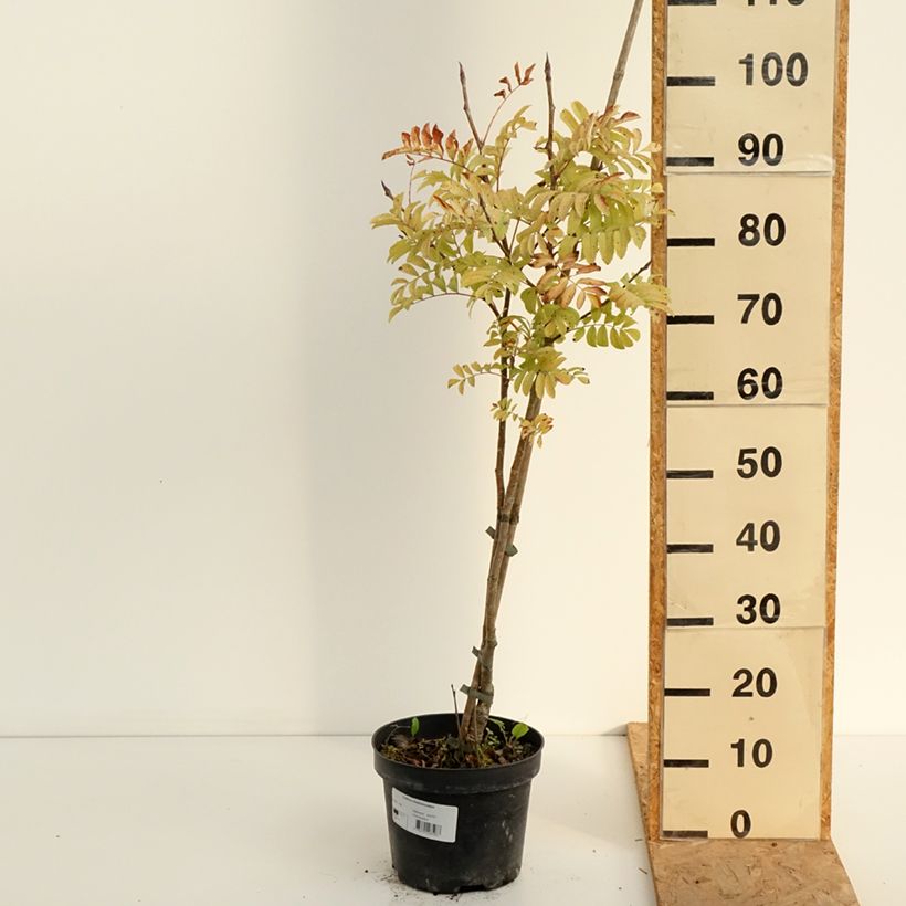 Esimerkki kesällä toimitetusta Fujinpihlaja - Sorbus matsumurana 4 litran/5 litran ruukku, Runko-taimesta