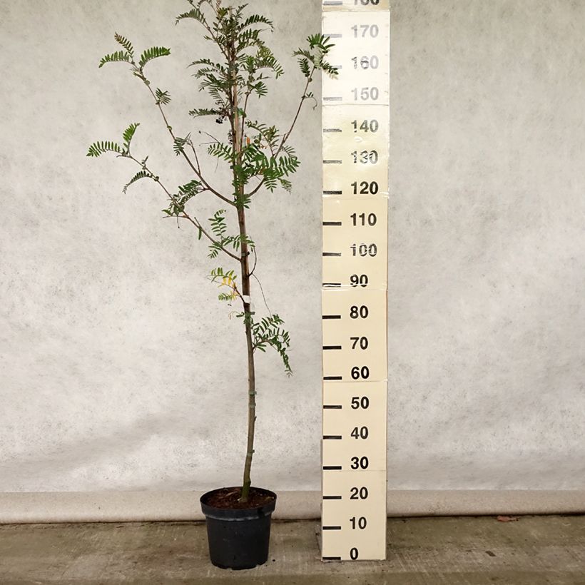 Esimerkki kesällä toimitetusta Pihlaja - Sorbus scalaris Ruukku 7,5L / 10L-taimesta