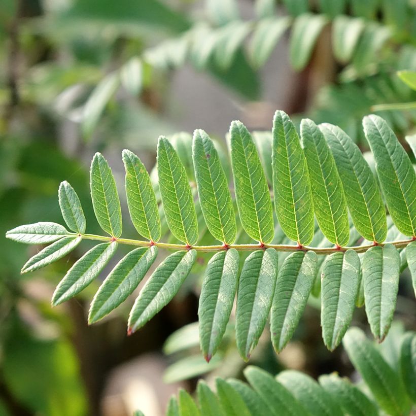 Pihlaja - Sorbus scalaris (Lehvistö)