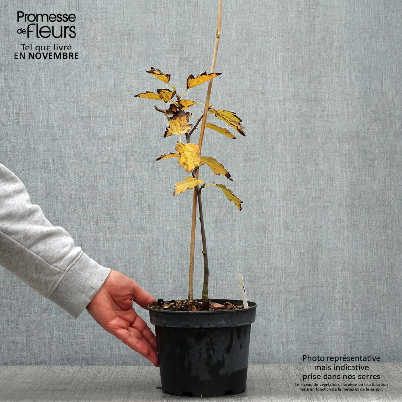 Esimerkki syksyllä toimitetusta Etelänpihlaja - Sorbus torminalis 3 litran/4 litran ruukku-taimesta