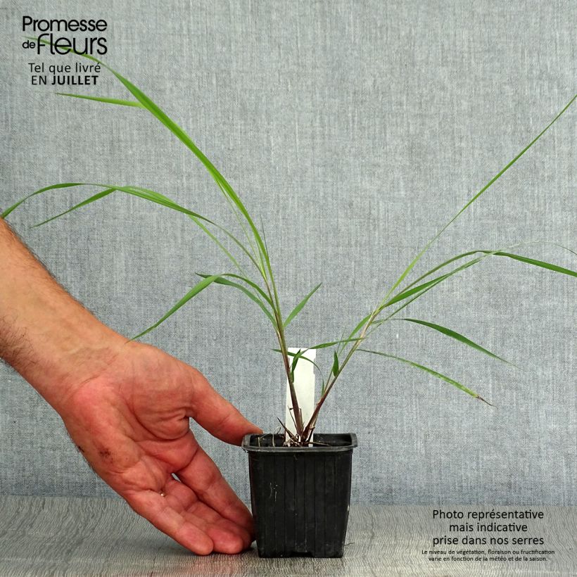 Esimerkki kesällä toimitetusta Kultaintiaaniheinä - Sorghastrum nutans Godet de 8/9 cm-taimesta