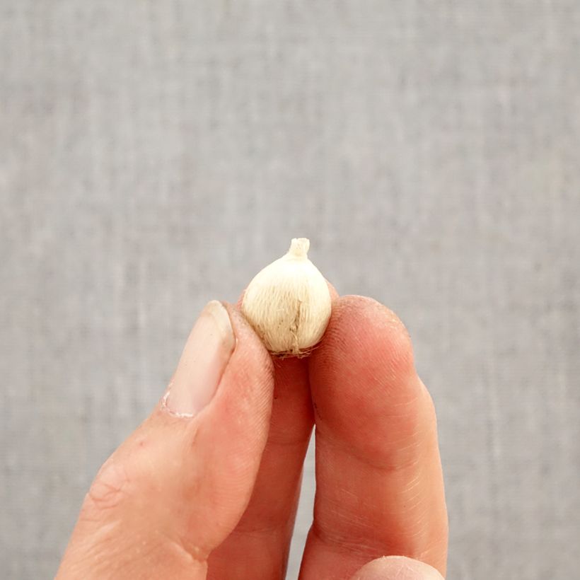 Esimerkki keväällä toimitetusta Harlekiinikukka Mix Bulbe size 4+-taimesta