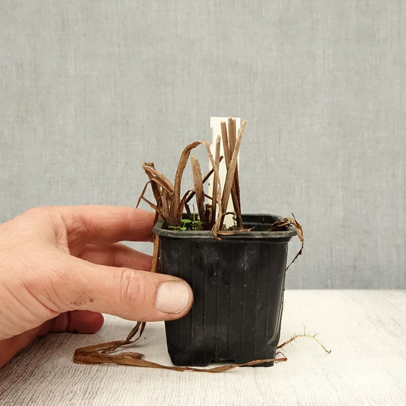 Esimerkki syksyllä toimitetusta Haarapalpakko - Sparganium erectum 8/9 cm taimiruukku-taimesta