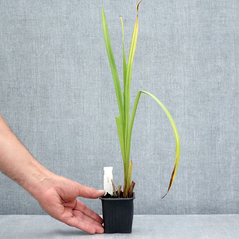 Esimerkki kesällä toimitetusta Haarapalpakko - Sparganium erectum Godet de 8/9 cm-taimesta