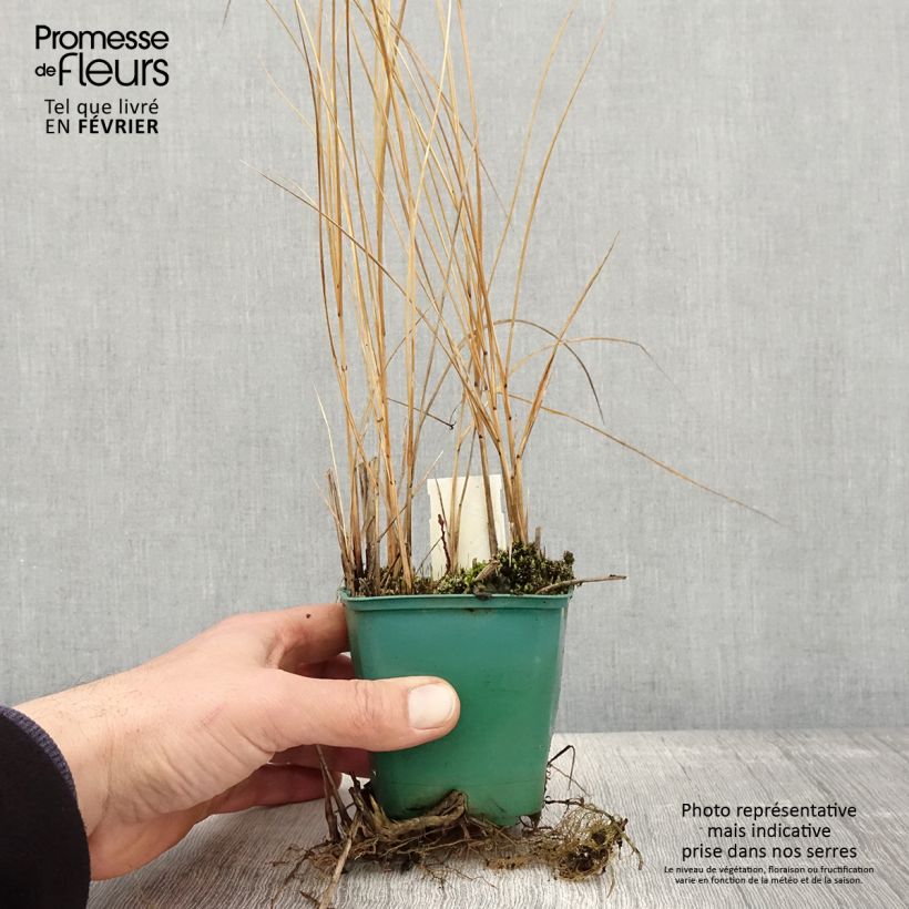 Esimerkki talvella toimitetusta Spartina pectinata Aureomarginata - Spartine pectinée panachée Godet de 8/9 cm-taimesta