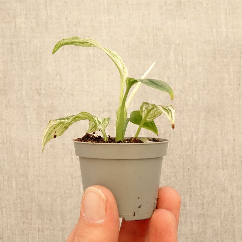 Esimerkki keväällä toimitetusta Spathiphyllum ‘Gorgusis No. 1 Sensation Minikasvi-taimesta