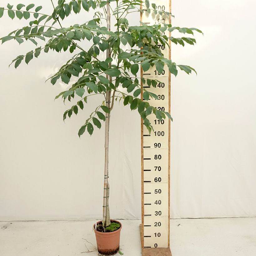 Esimerkki syksyllä toimitetusta Tulppaanitrumpetti - Spathodea campanulata 7,5 litran / 10 litran ruukku-taimesta
