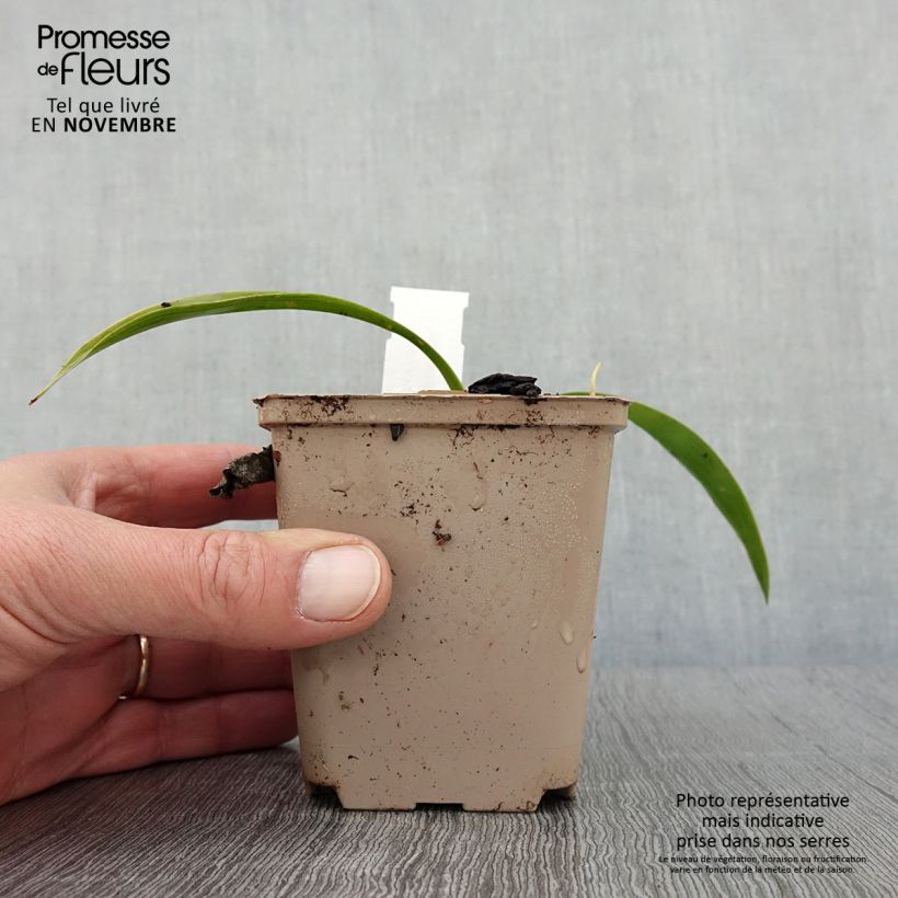 Esimerkki syksyllä toimitetusta Speirantha convallarioides 8/9 cm taimiruukku-taimesta