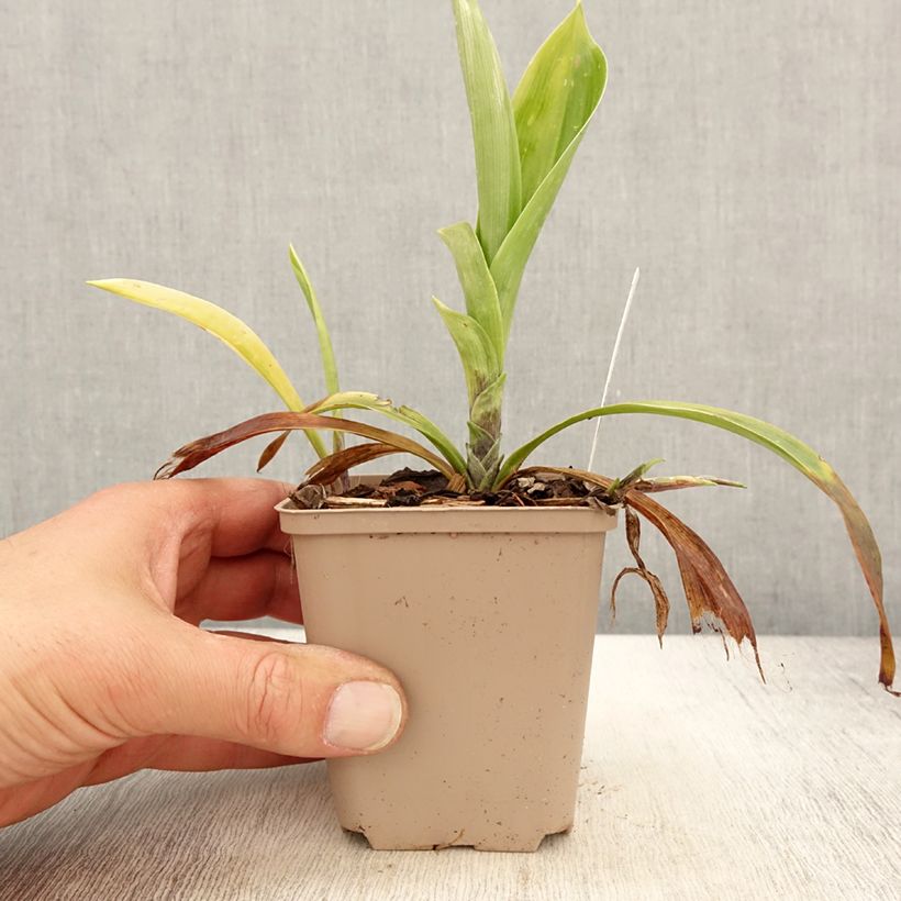 Esimerkki keväällä toimitetusta Speirantha convallarioides Godet de 8/9 cm-taimesta