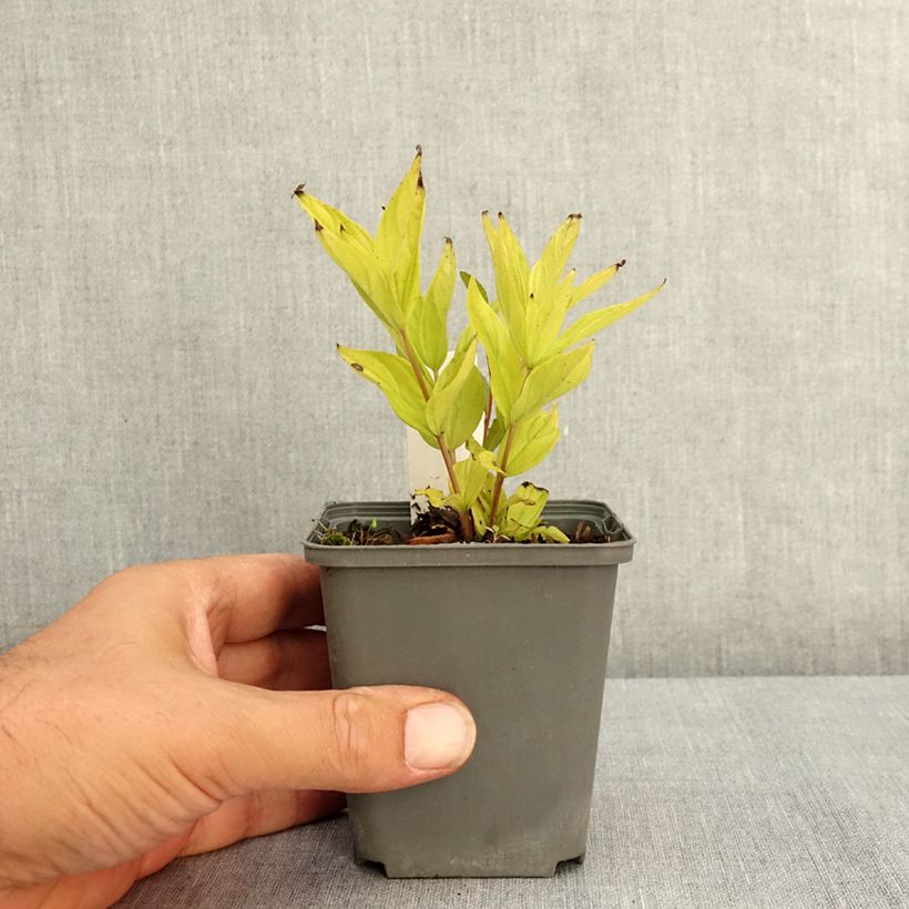 Esimerkki kesällä toimitetusta Spigelia marilandica Little Red Head 8/9 cm taimiruukku-taimesta