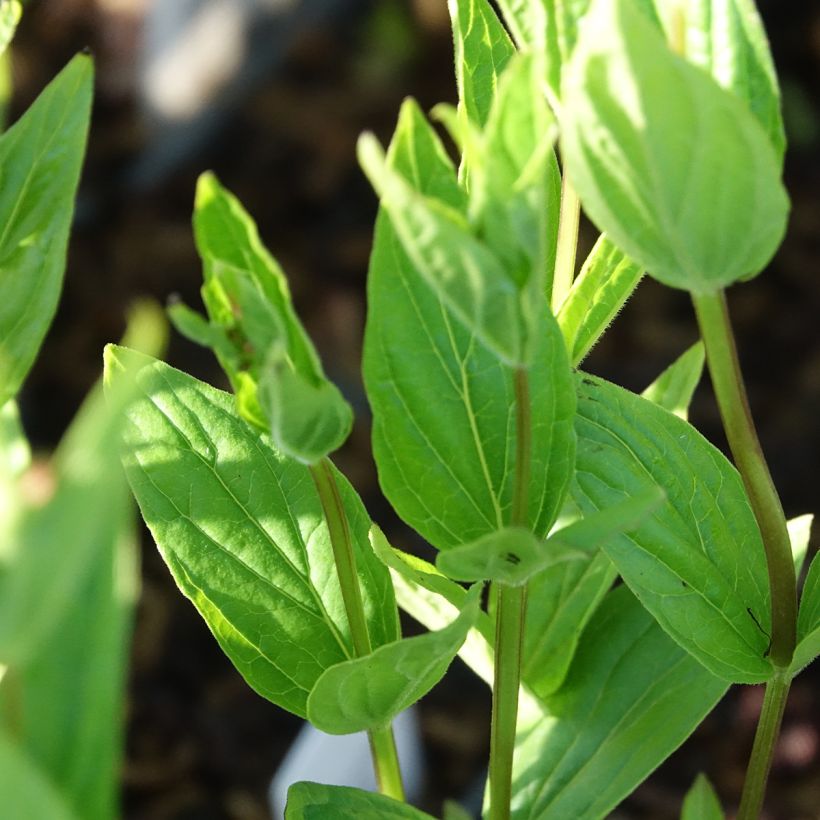 Spigelia marilandica Spigelia marilandica (Lehvistö)