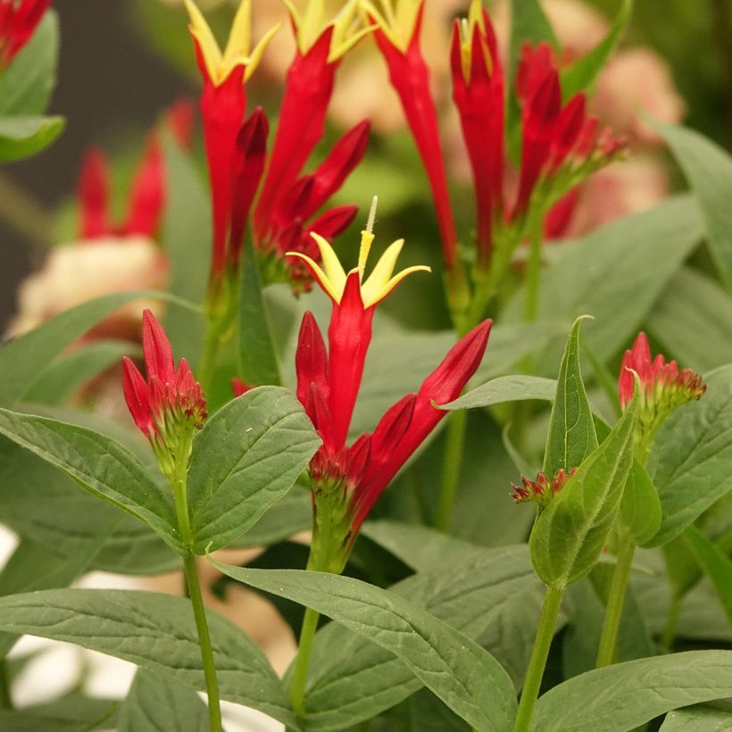 Spigelia marilandica Spigelia marilandica (Kukinta)