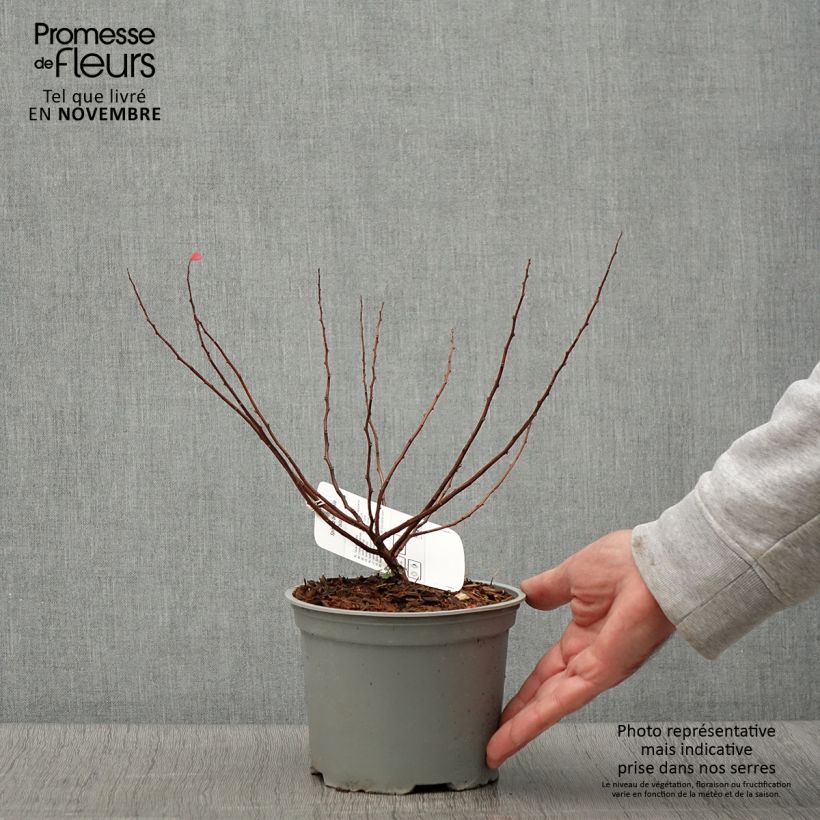 Esimerkki syksyllä toimitetusta Spiraea betulifolia Island - Spirée à feuilles de bouleau Pot de 2L/3L-taimesta