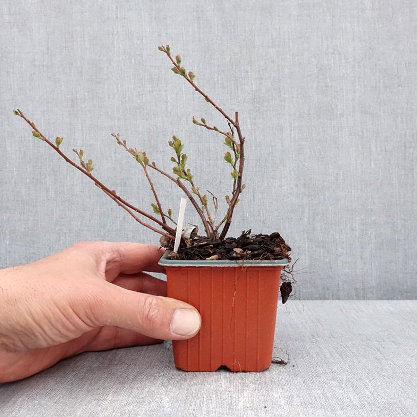 Esimerkki keväällä toimitetusta Koivuangervo Island Godet de 8/9 cm-taimesta