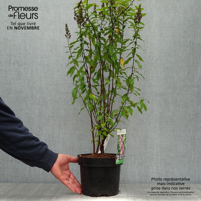 Esimerkki syksyllä toimitetusta Pensasangervo - Spiraea x billiardii 3 litran/4 litran ruukku-taimesta