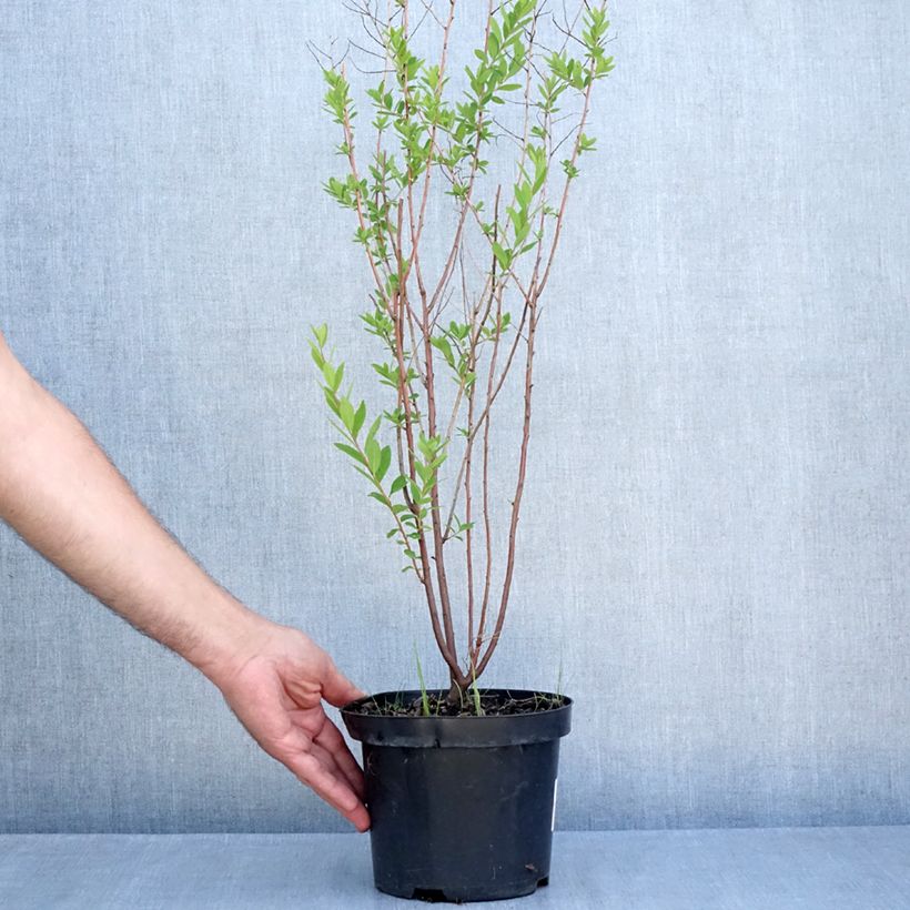 Esimerkki kesällä toimitetusta Pensasangervo - Spiraea x billiardii Ruukku 3L / 4L-taimesta