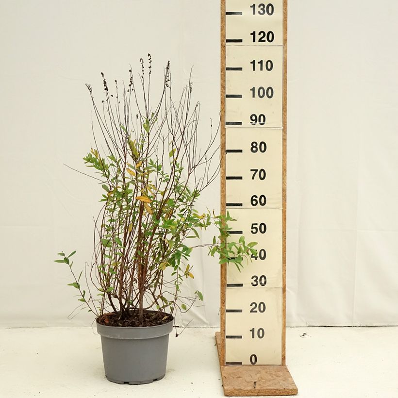 Esimerkki syksyllä toimitetusta Pensasangervo - Spiraea x billiardii 7,5 litran / 10 litran ruukku-taimesta