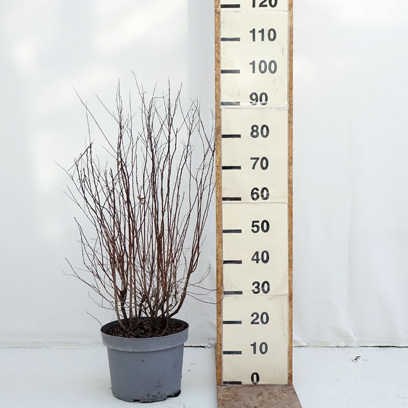 Esimerkki talvella toimitetusta Pensasangervo - Spiraea x billiardii Ruukku 7,5L / 10L-taimesta