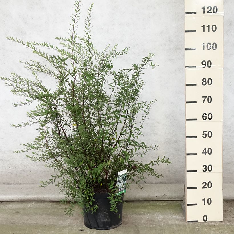 Esimerkki kesällä toimitetusta Harmaanangervo Graciosa Pot de 7,5L/10L-taimesta