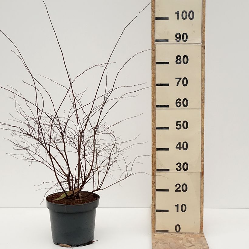 Esimerkki talvella toimitetusta Spiraea cinerea Grefsheim - Spirée dentelée  Pot de 7,5L/10L-taimesta