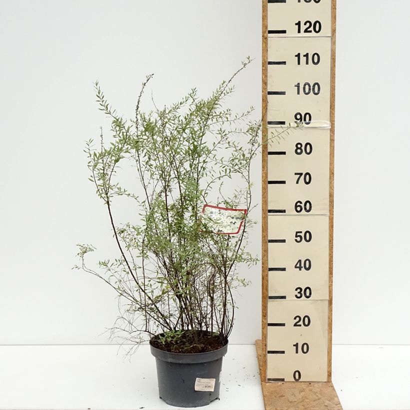Esimerkki kesällä toimitetusta Harmaanangervo Grefsheim Ruukku 7,5L / 10L-taimesta