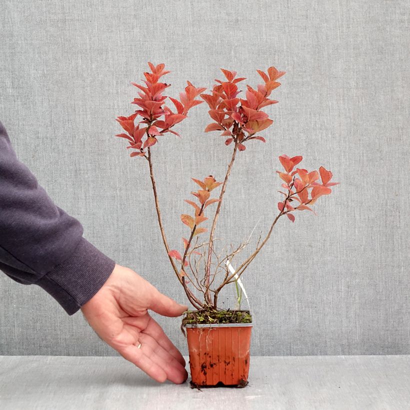 Esimerkki syksyllä toimitetusta Rinneangervo - Spiraea densiflora 8/9 cm taimiruukku-taimesta