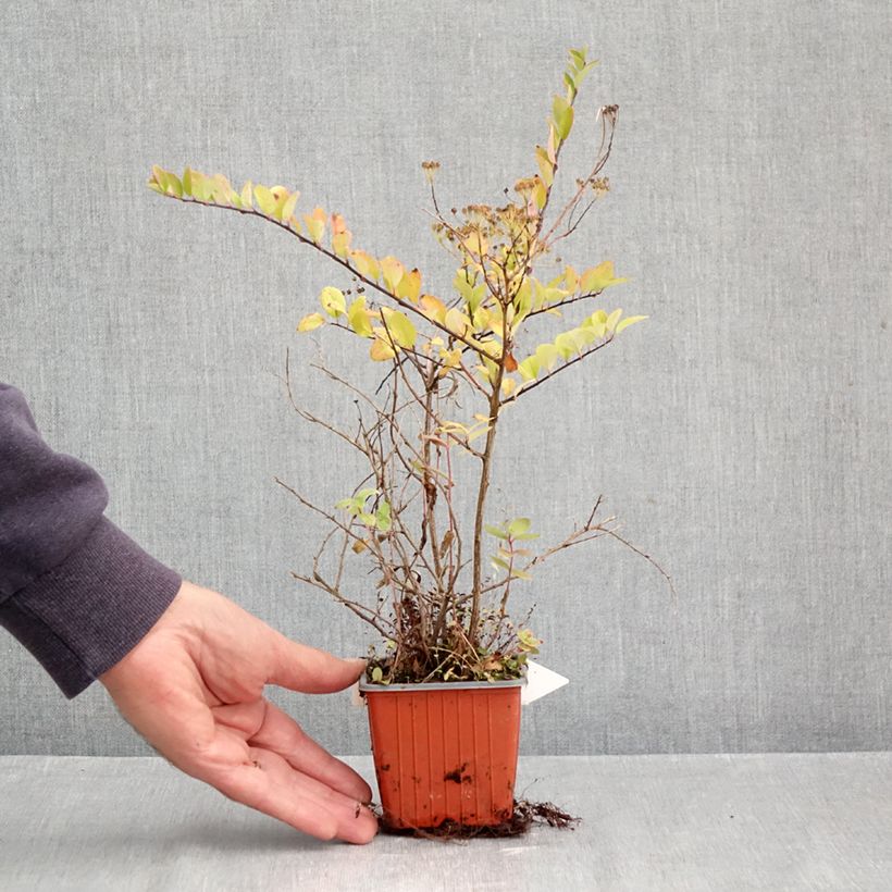 Esimerkki syksyllä toimitetusta Piianangervo June Bride 8/9 cm taimiruukku-taimesta