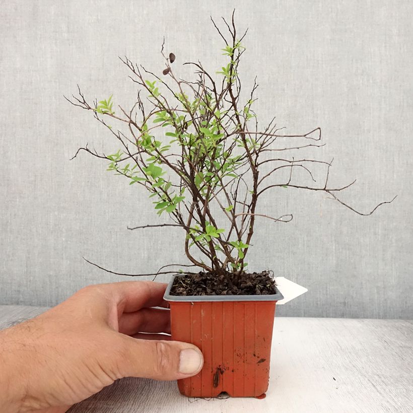 Esimerkki kesällä toimitetusta Piianangervo Snowmound Taimiruukku 8/9 cm-taimesta