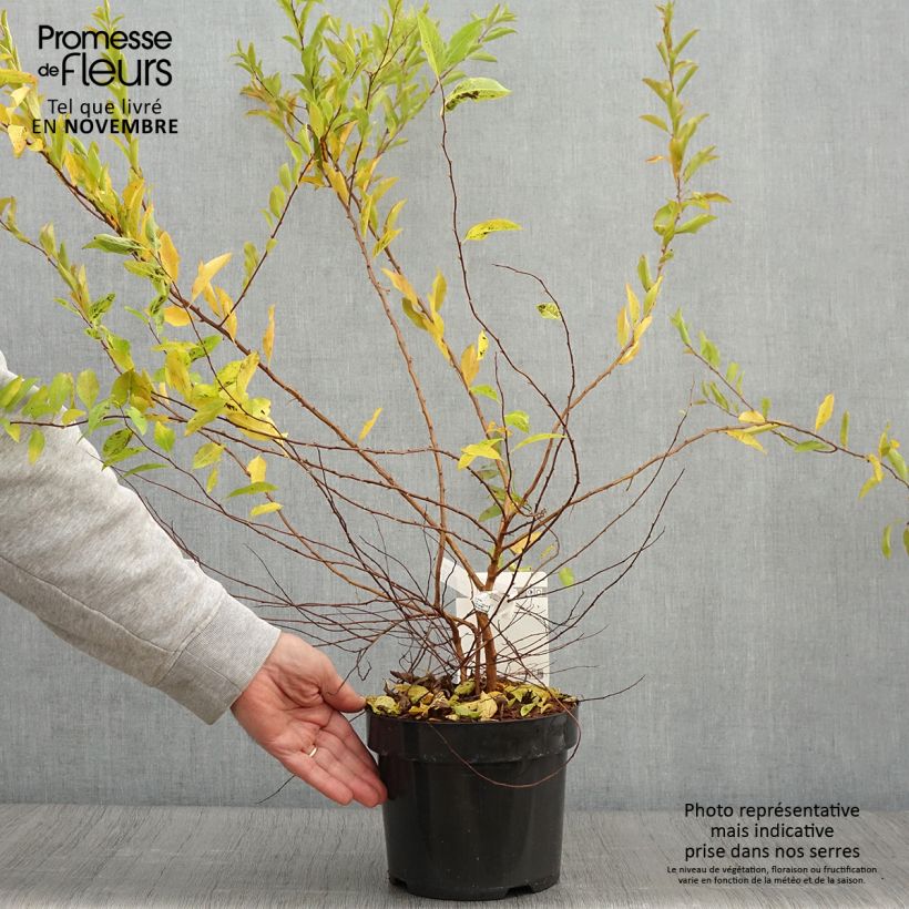 Esimerkki syksyllä toimitetusta Spiraea prunifolia Goldfire - Spirée à feuilles de prunier Pot de 3L/4L-taimesta